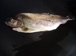 FOREL beek zonder graat 180/220gr diepvries