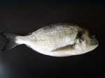 DAURADE gestript dv vac.p.st. geschubt