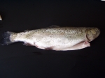 FOREL heel 250 gram diepvries, inh ds 2.5 kg