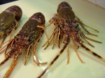 LANGOUSTE Levende