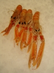 LANGOUSTINES 13/15 vers