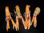 LANGOUSTINES 13/15 d.v.