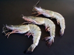 GAMBA BL.T. met kop 13/15